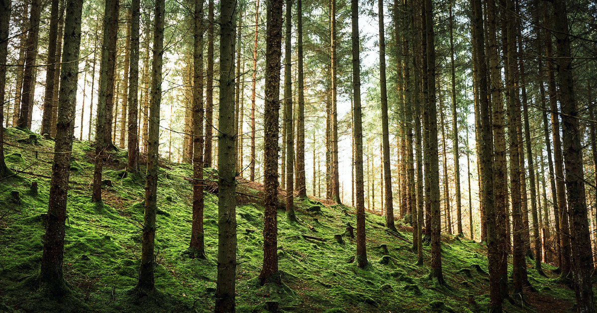 Grøn skov